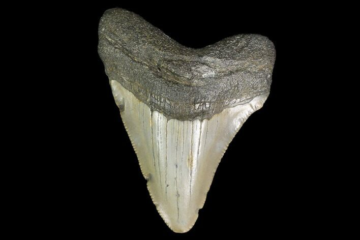 Fossil Megalodon Tooth - North Carolina #130052